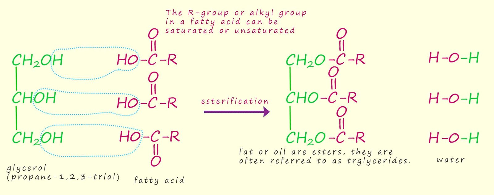 Model equations showing how a triglceride molecule is formed from three fatty acids and gylcerol.